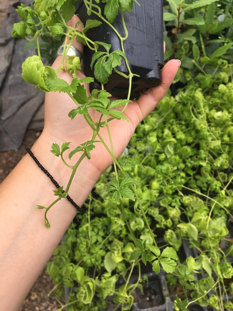 Gynostemma pentaphyllum Jiaogulan plant vine in 4 inch pot image 4