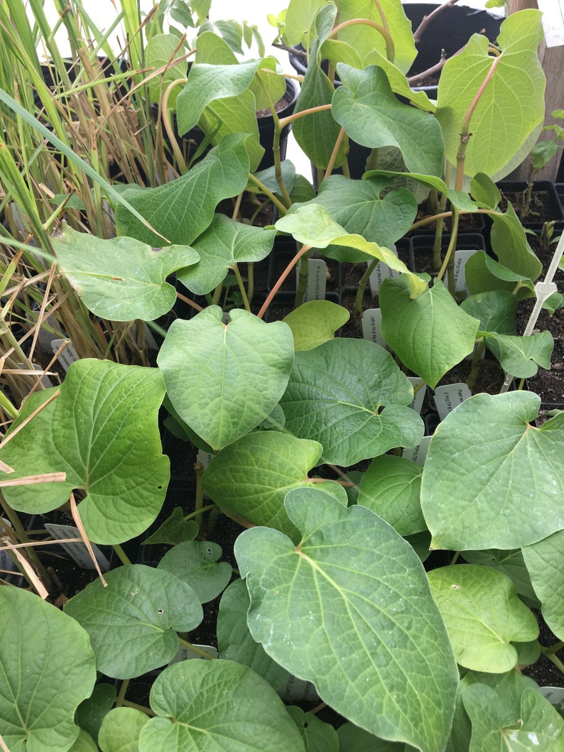 Piper auritum Root Beer Plant HOJA SANTA live plant Piper auritum Root Beer Plant HOJA SANTA live plant