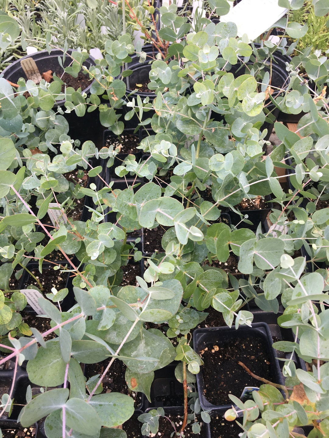 Eucalyptus Cineraria/silver Dollar Eucalyptus LIVE PLANT in 3 Inch Pot