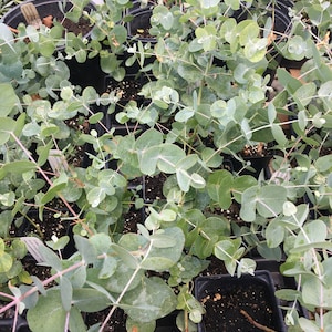 May include: A close-up view of a group of potted eucalyptus plants. The plants have small, round, green leaves and are arranged in a cluster. The plants are in black plastic pots and are ready to be planted.