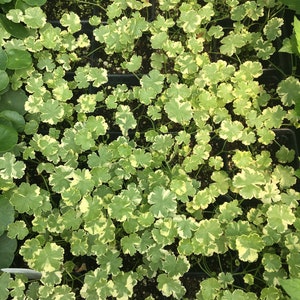 May include: Close-up of a tray of green and white variegated foliage plants. The plants have small, round leaves with a light green center and a dark green border.
