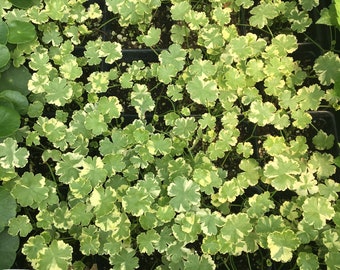 Hydrocotyle sibthorpioides 'Crystal Confetti' Variegated Pennywort plant in 2.5 inch pot