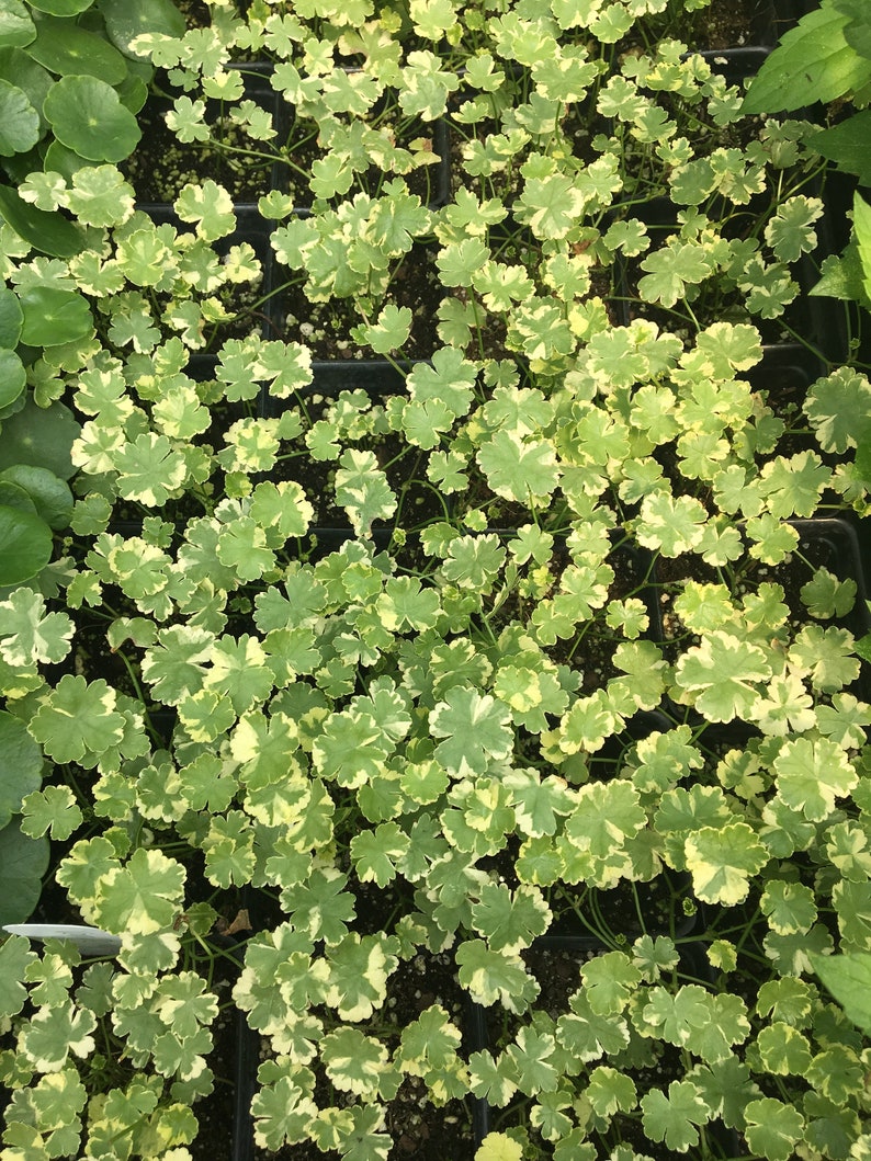 Hydrocotyle sibthorpioides 'Crystal Confetti' Variegated Pennywort plant in 2.5 inch pot image 1