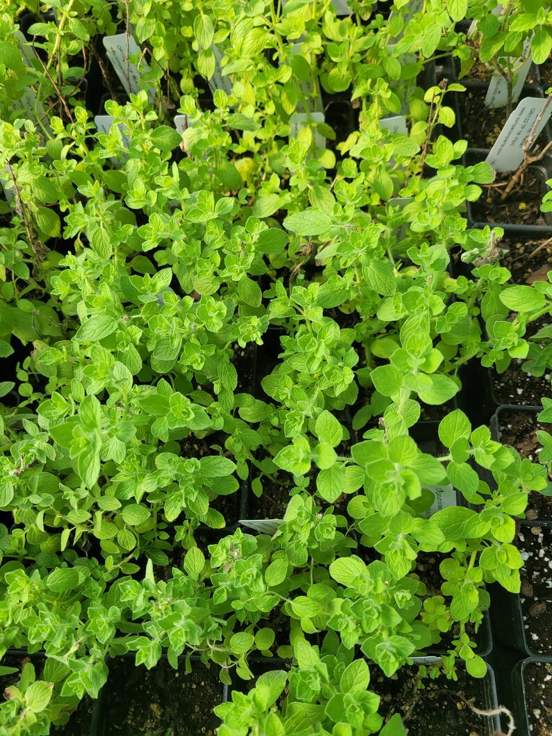 Origanum onites Pot Marjoram LIVE PLANT in 2.5 Inch Pot image 1