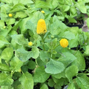 May include: Close-up of a green plant with yellow flower buds. The plant has large, green leaves and the buds are round and fuzzy.