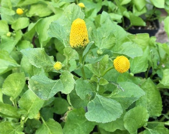 Spilanthes acmella Toothache plant Acmella oleracea, Paracress, Buzzbutton Electric Daisy Plant in 2.5 inch pot