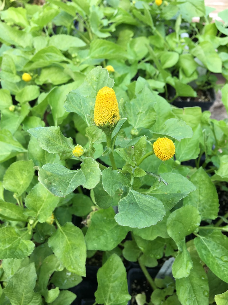 Spilanthes Acmella Acmella Oleracea Toothache Plant Paracress Etsy