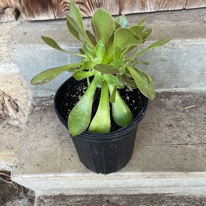 Aeonium arboreum Tree Houseleek EXACT gallon pot