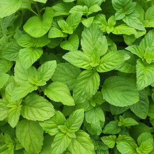 Mentha aquatica var. LIME MINT Live Plant in 2.5 inch pot image 1