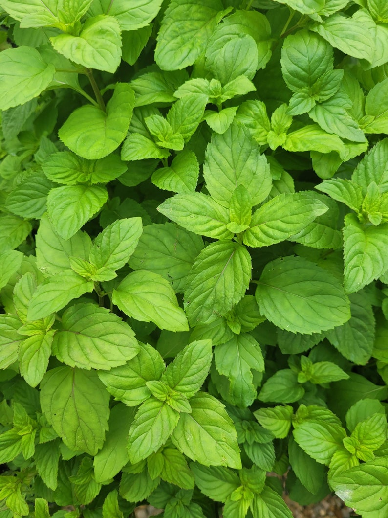 Mentha aquatica var. LIME MINT Live Plant in 2.5 inch pot image 1