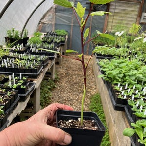 May include: A young okra plant with red stems and green leaves growing in a black plastic pot. The plant is in a greenhouse setting.
