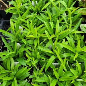 May include: A close-up view of a group of green plants in small pots. The plants have long, narrow leaves and are arranged in a grid pattern.