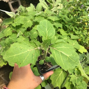 Solanum mammosum Nipple Fruit Live Plant in 4 inch pot image 5