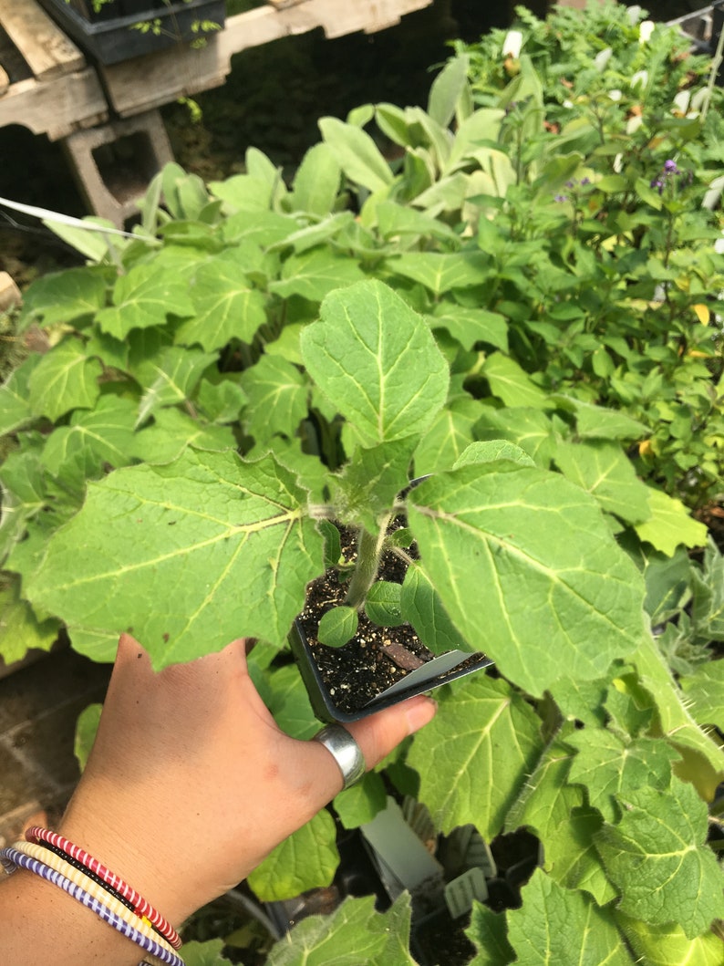 Solanum mammosum Nipple Fruit Live Plant in 4 inch pot image 5