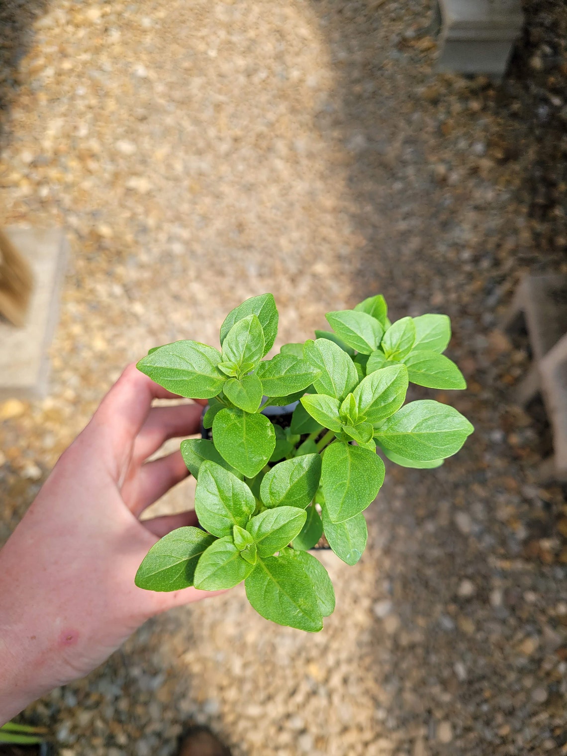Ocimum basilicum 'Minimum' Dwarf Basil LIVE PLANT in Etsy