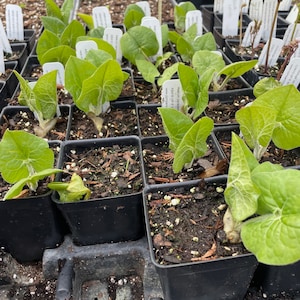 May include: Close-up of a tray of small black pots filled with soil and green plants. The plants have large, heart-shaped leaves and are labeled with white tags. The tags have handwritten text, including "Asarum europaeum" and "Wild Ginger".