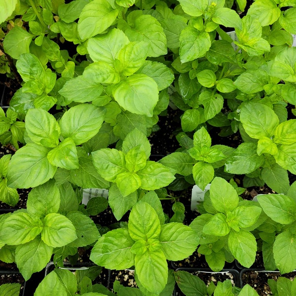 Lavender and Mint Etsy