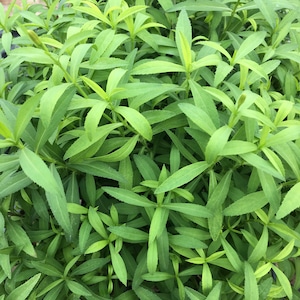 May include: A close-up view of a cluster of green leafy plants. The leaves are long and narrow, with a pointed tip. The plants are growing in a pot, and the soil is visible around the base of the plants.