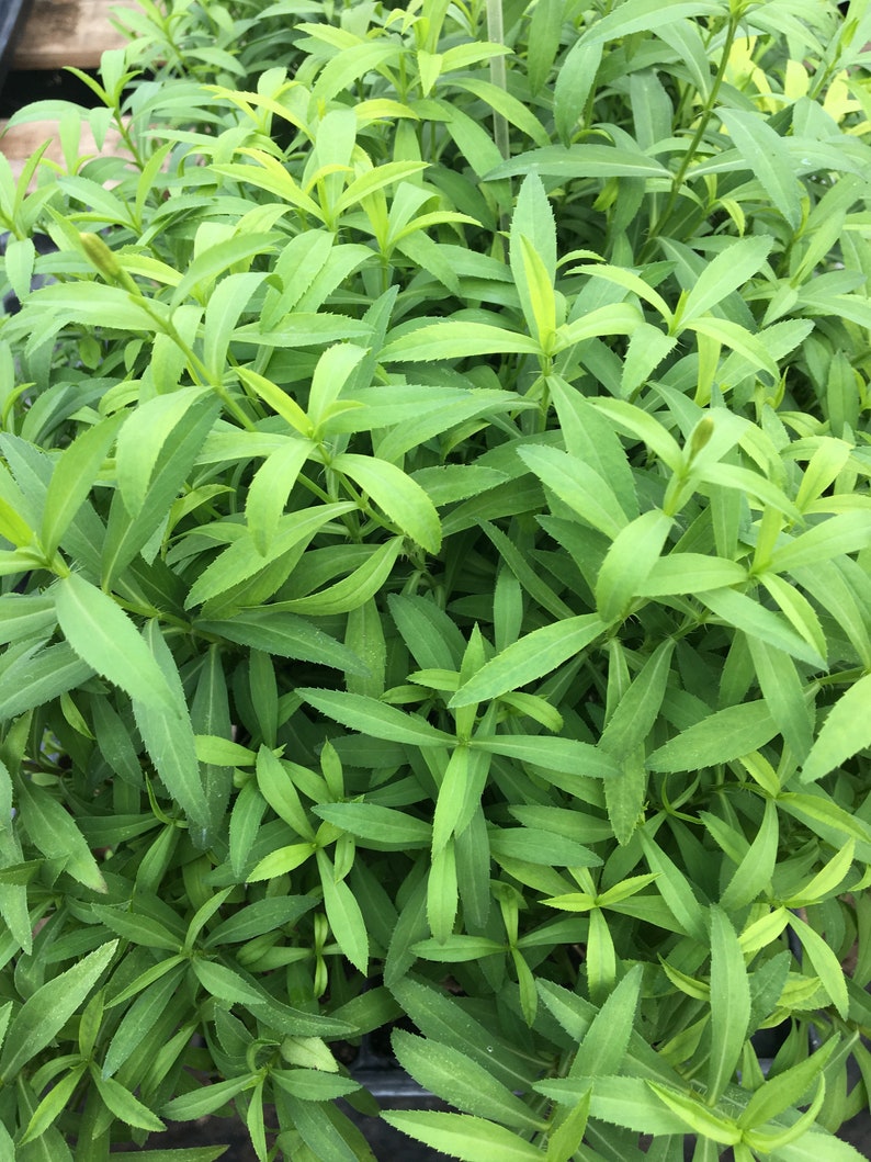 Tagetes Lucida Mexican Tarragon LIVE PLANT in 2.5 Inch Pot Etsy
