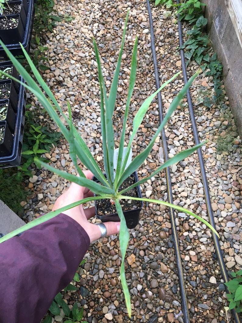 CompanionPlants Yucca filamentosa - Thumbnail 2