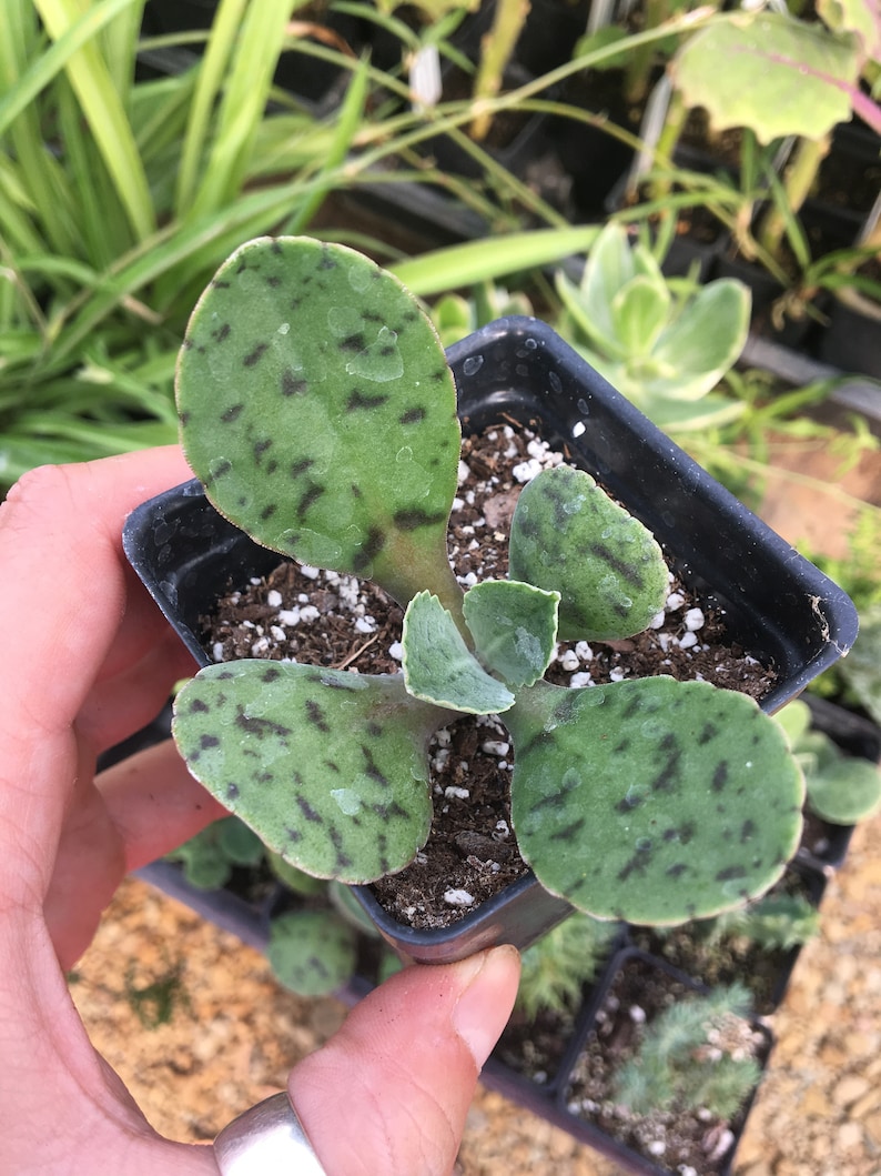 Kalanchoe Sp. Donkey Ear Succulent Houseplant House Plant Live Etsy
