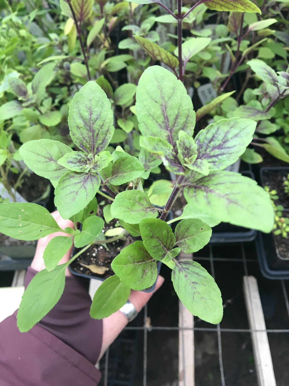 Ocimum 'African Blue' African Blue Basil Live Plant in Etsy