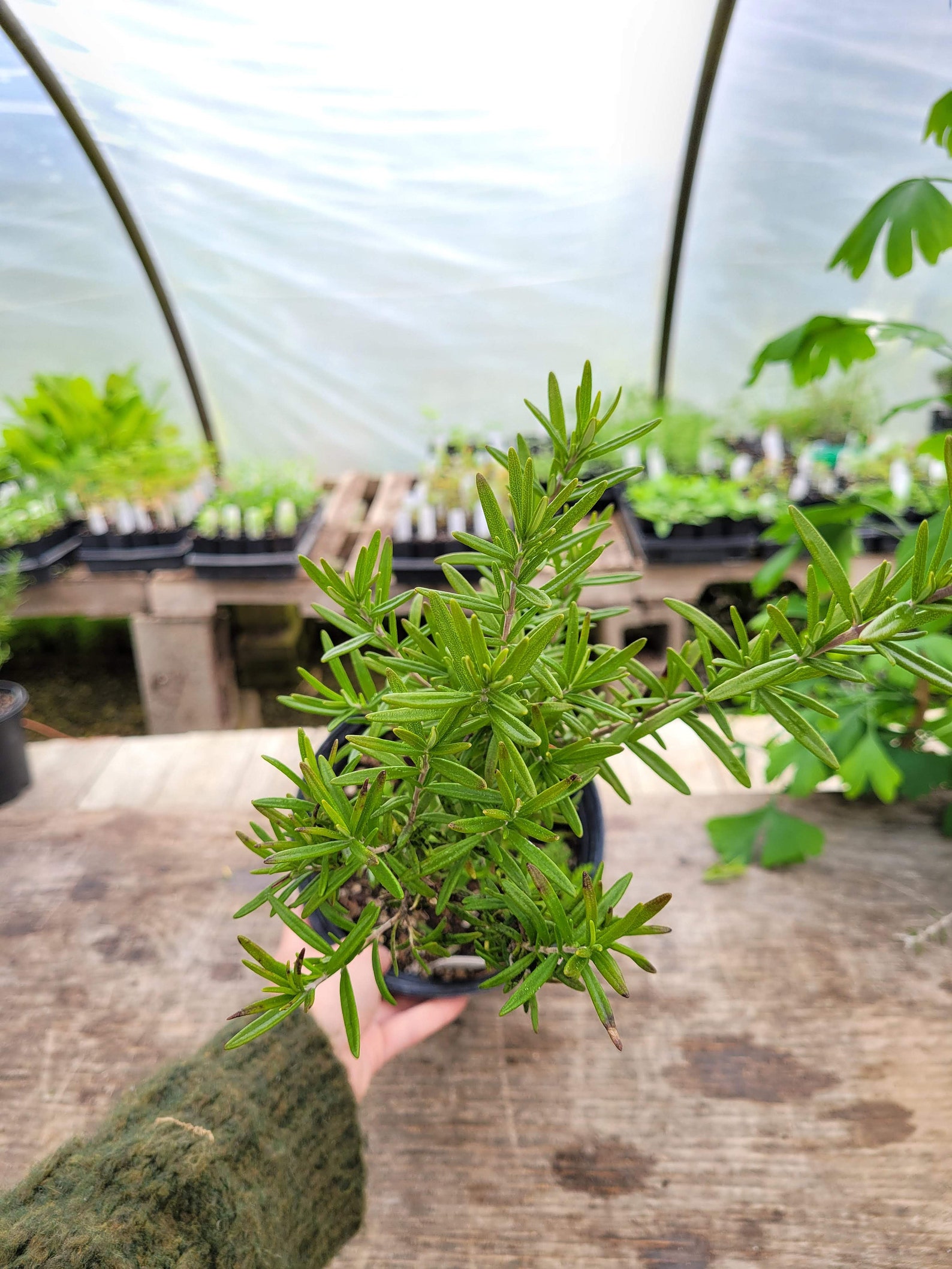 Rosmarinus officinalis 'Barbeque' Barbeque Rosemary Etsy