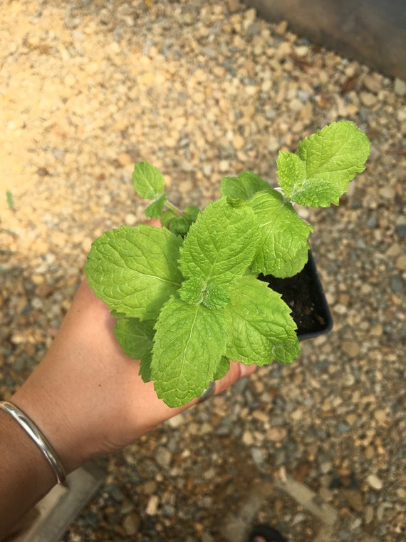 Egyptian Mint Mentha nilaca LIVE PLANT in 2.5 inch pot