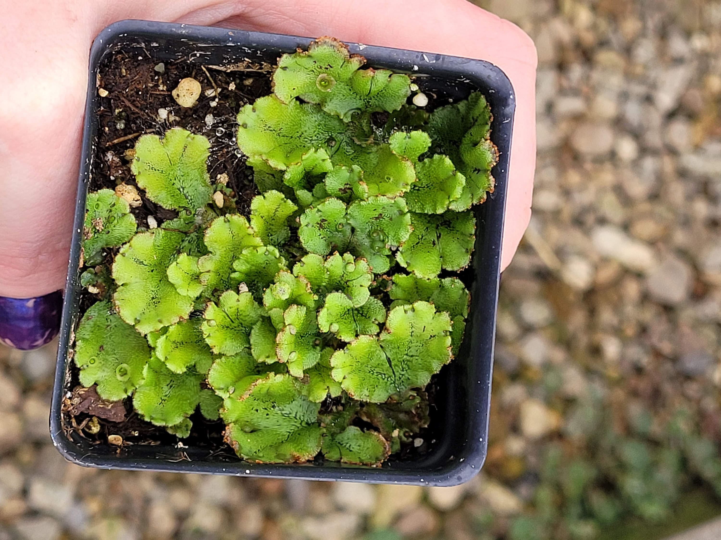 Marchantia Polymorpha Umbrella Liverwort Common Liverwort LIVE PLANT in ...