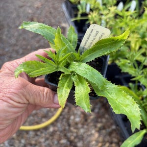Eryngium foetidum Culantro 2.5 inch pot