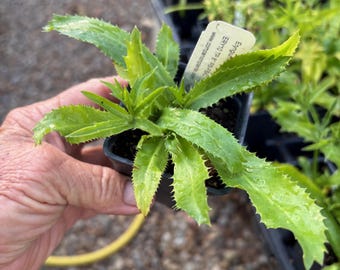 Eryngium foetidum Culantro 2.5 inch pot