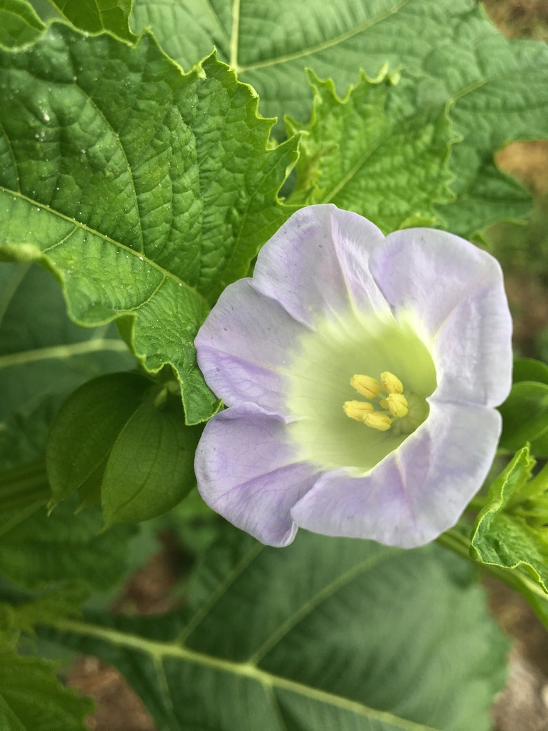 Nicandra physalodes Shoo Fly Seeds 1/4 oz image 1