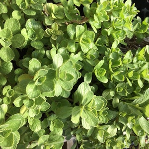 Plectranthus caninus Scaredy Cat Plant LIVE PLANT in 2.5 inch pot image 1