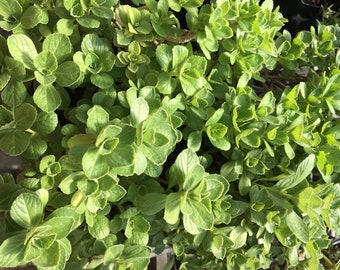 Plectranthus caninus Scaredy Cat Plant LIVE PLANT in 2.5 inch pot