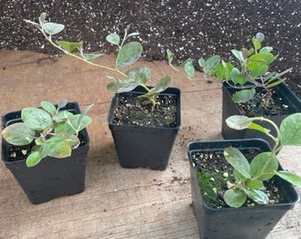 Capparis spinosa Caper Bush 4 inch Pot Flinder's Rose