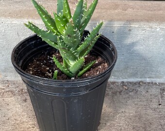 Aloe nobilis Gold-tooth Aloe plant EXACT gallon pot