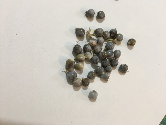 Coix Lacryma Job's Tears Seed 1 Ounce Rosary Beads - Etsy
