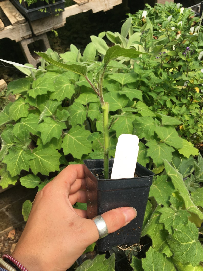 Solanum mammosum Nipple Fruit Live Plant in 4 inch pot image 6