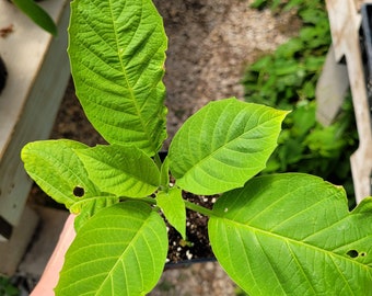 Brugmansia suaveolens Yellow Tree Datura plant in 4 inch Pot