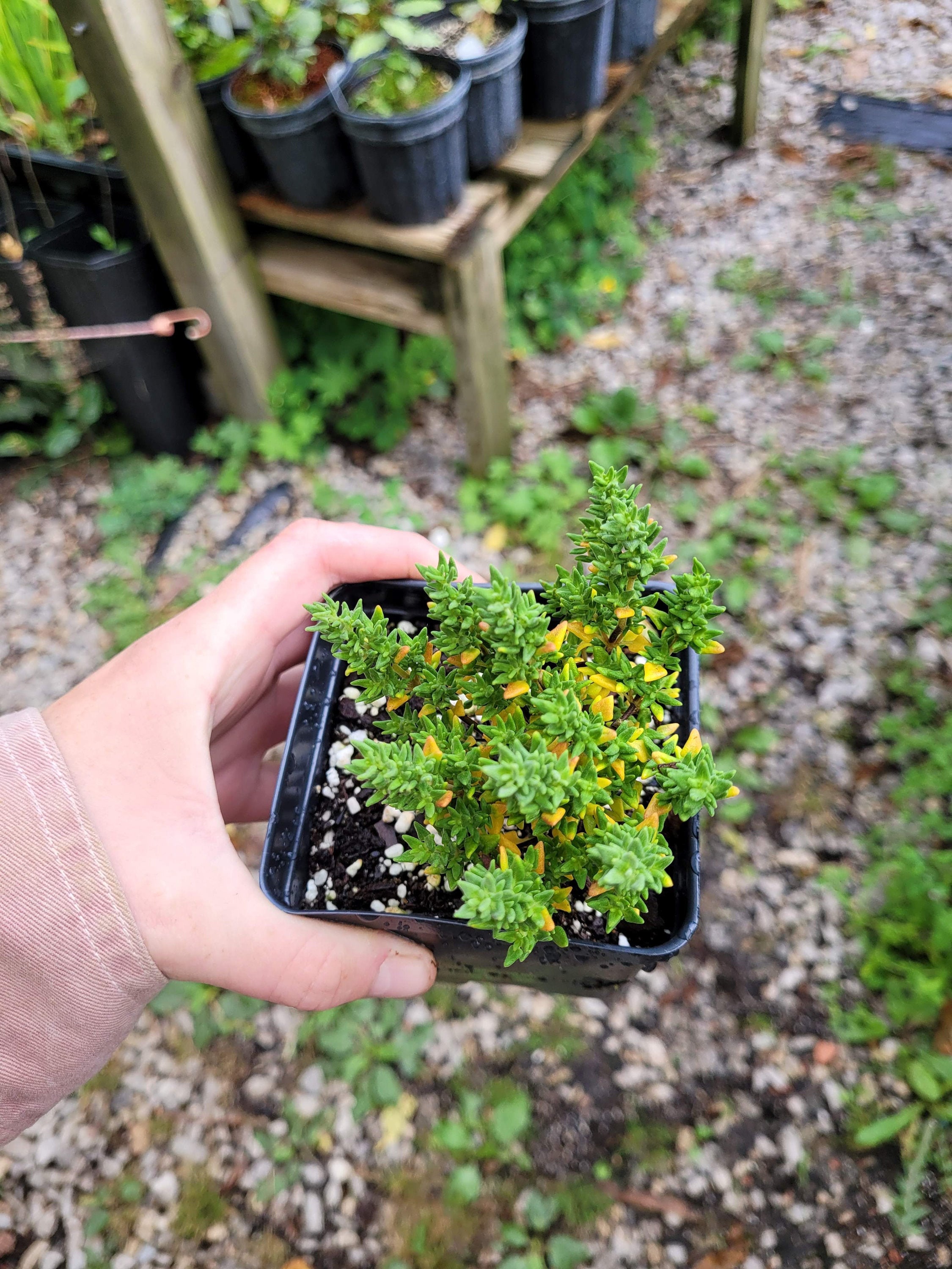 Thymus ssp. 'Rose-Scented' Thyme Plant in 4 inch Pot