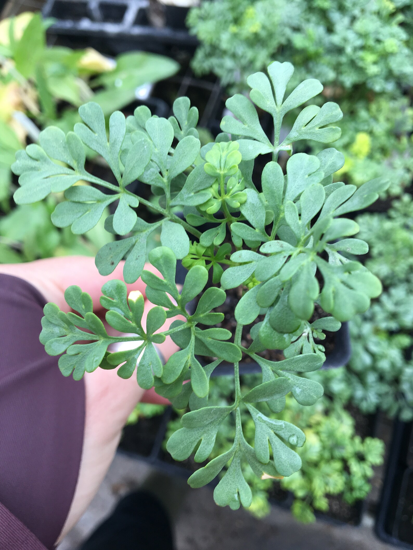 Rue Plant Ruta graveolens Herb of Grace LIVE PLANT in 2.5 inch Etsy
