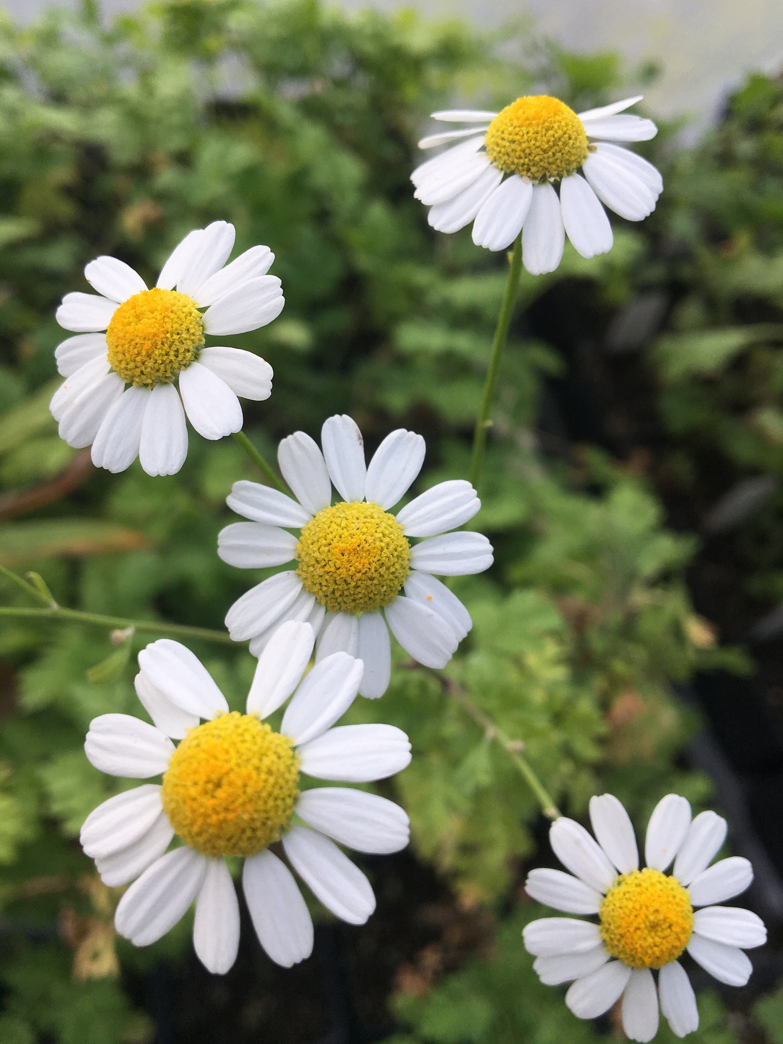 Chrysanthemum Parthenium/feverfew Tanacetum Parthenium Live Etsy