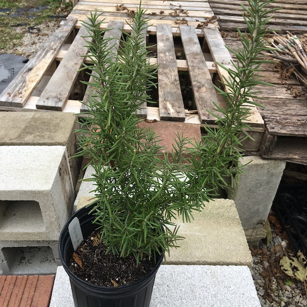 Rosmarinus off. 'Salem' Rosemary plant in Gallon Pot