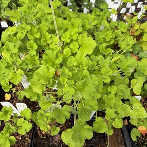 May include: A close-up shot of several potted plants with vibrant, lime-green leaves. The plants are densely packed, with multiple pots visible. The leaves have a textured, ruffled appearance. The background includes more plants and a wooden surface.