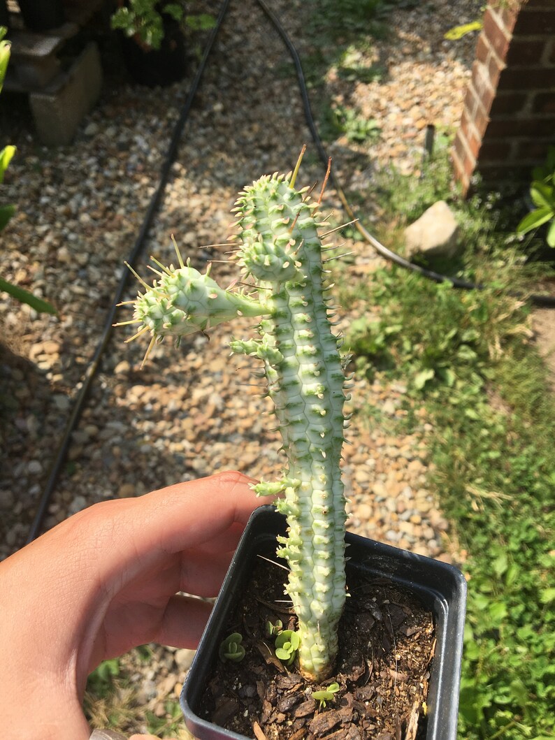 Euphorbia Mammilaris Variegata Corn Cob Cactus Succulent Etsy