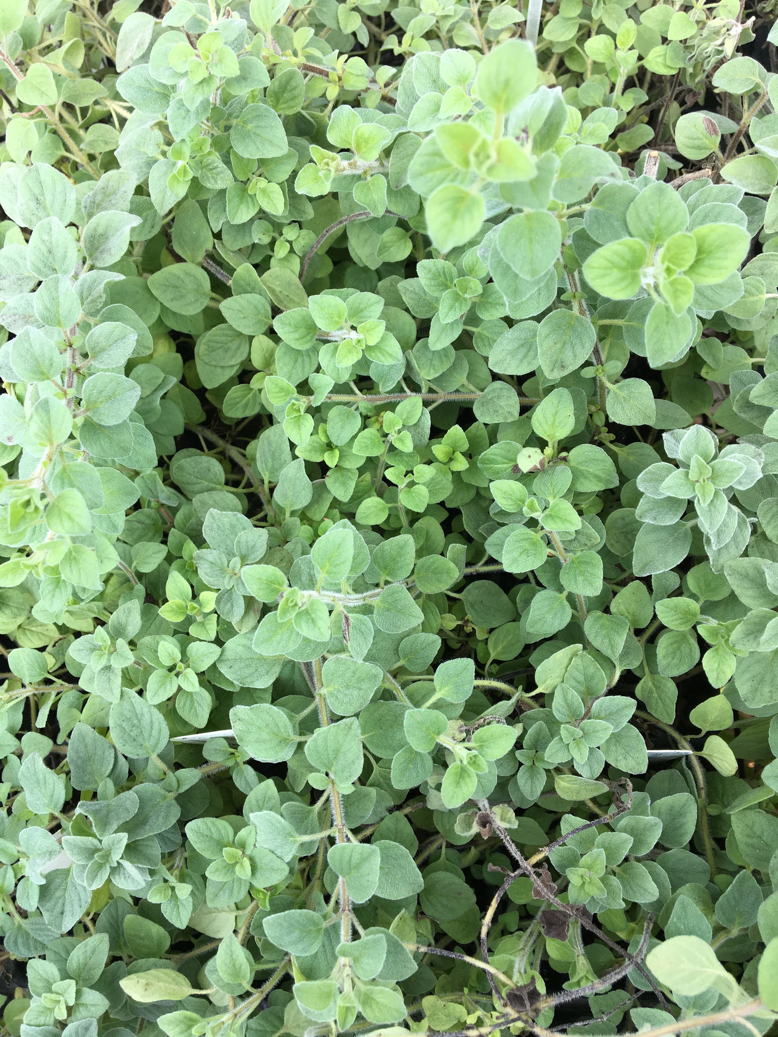 Origanum sp. Sicilian Oregano LIVE PLANT in 2.5 inch Pot Etsy