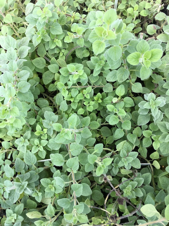 Origanum Sp. Sicilian Oregano Plant in 2.5 Inch Pot - Etsy
