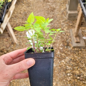 May include: A small green plant with light green leaves in a black plastic pot. The plant is labeled "MONARDA" with a website address.