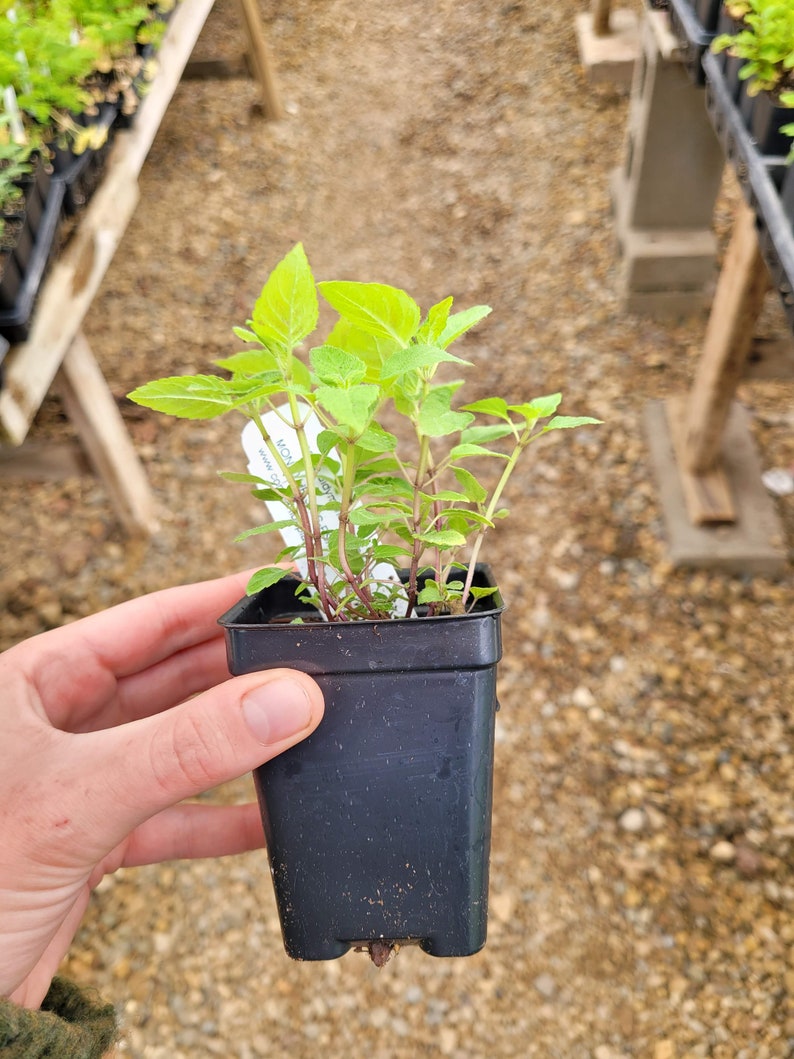 May include: A small green plant with light green leaves in a black plastic pot. The plant is labeled "MONARDA" with a website address.