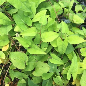 Polygonum multiflorum FO TI Plant in 2.5 inch pot He shou wu